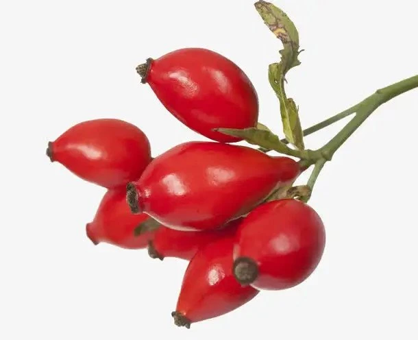 rosehip fruits